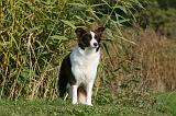 BORDER COLLIE 1350
